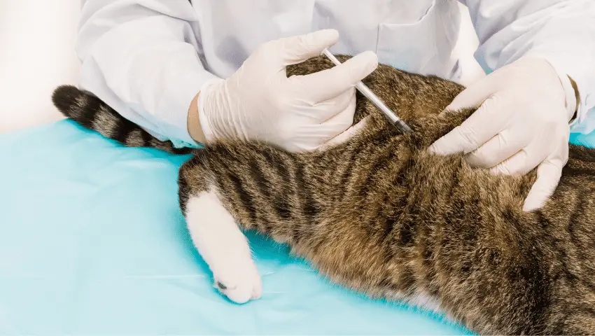 Cat Vaccine