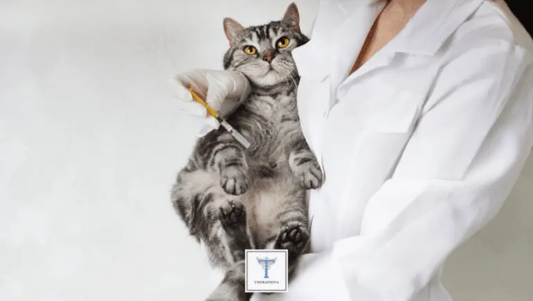 תופעות הלוואי של חיסון לחתולים: מדריך מלא… 2023