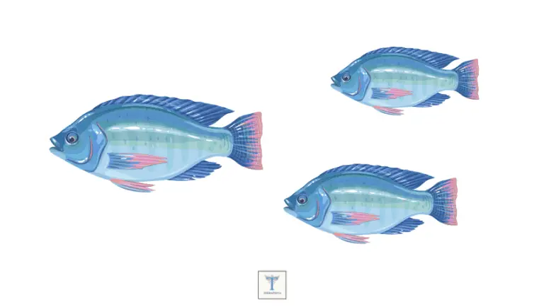Tilapia Fish: Fordele, sikkerhed og opskrifter .. 2023