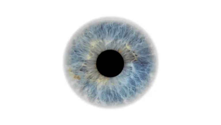 Bestandteile des Auges .. Woraus besteht ein Auge?