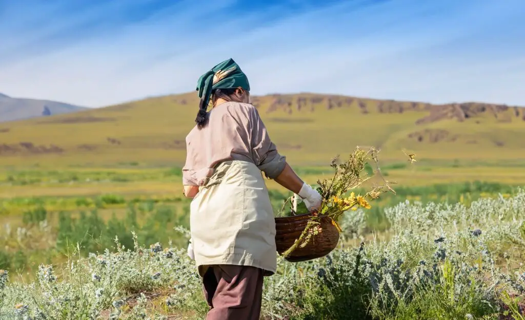 Een afbeelding van een oude Mongoolse kruidendokter die geneeskrachtige planten en kruiden verzamelt op de uitgestrekte Mongoolse steppe en traditionele remedies en medicijnen voorbereidt voor verschillende aandoeningen